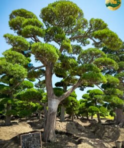 Cây Tùng 25003