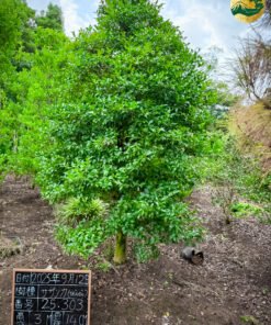 Hoa Trà đỏ 25303