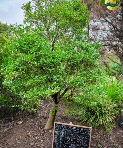 Hoa Trà đỏ 25304