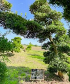 Tùng La hán 251033