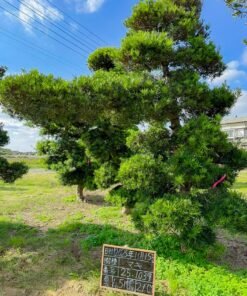 Tùng La hán 251037