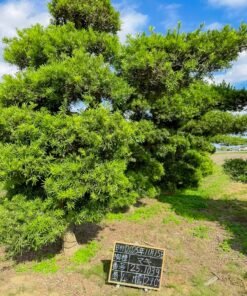 Tùng La hán 251039