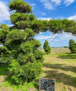 Tùng La hán 251040