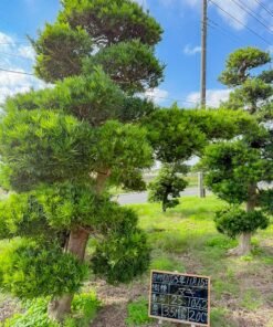 Tùng La hán 251042