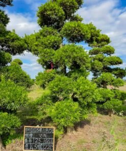 Tùng La hán 251044