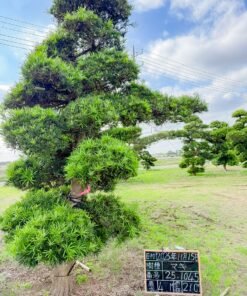 Tùng La hán 251045