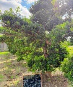 Tùng La hán 251048