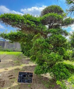 Tùng La hán 251049