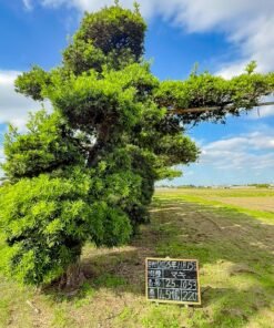 Tùng La hán 251053