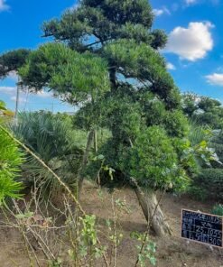 Tùng La hán 251055