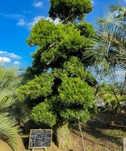 Tùng La hán 251057