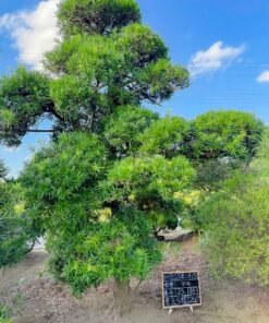 Tùng La hán 251063