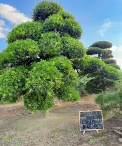 Tùng La hán 251064