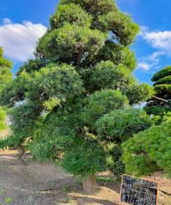 Tùng La hán 251065