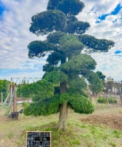 Tùng La hán 251074