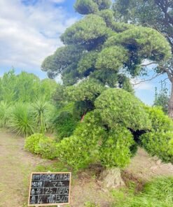 Tùng La hán 251075