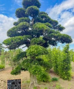 Tùng La hán 251076