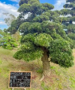 Tùng La hán 251078