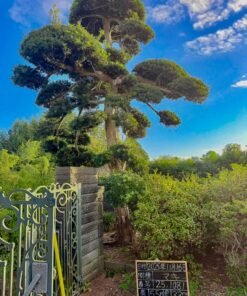 Tùng La hán 251081