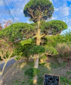 Tùng La hán 251083