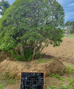 Đỗ Quyên Đỏ 251089