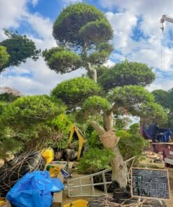 Tùng La hán 251091