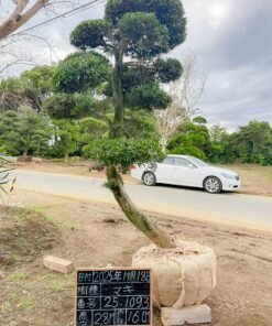 Tùng La hán 251093