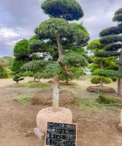 Tùng La hán 251094