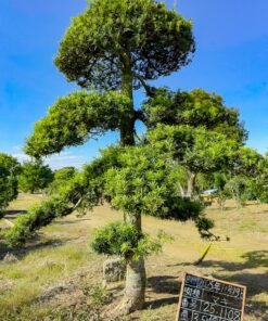 Tùng La hán 251108