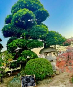 Tùng La hán 251113