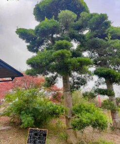 Tùng La hán 251116