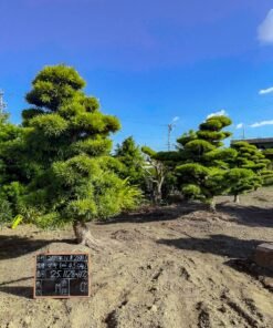 Tùng La hán 251129