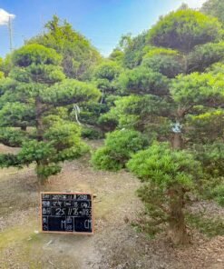 Tùng La hán 251182