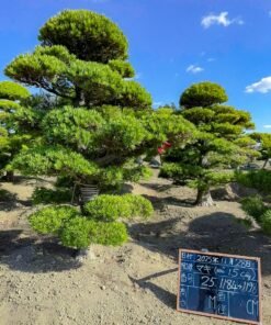 Tùng La hán 251190