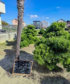 Tùng La hán 251204