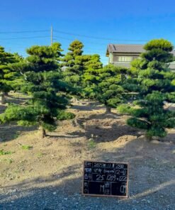 Tùng La hán 251213