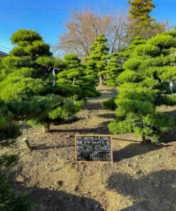 Tùng La hán 251225