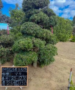 Tùng La hán 251230