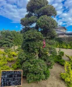 Tùng La hán 251231