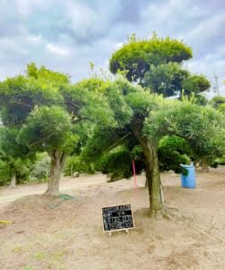 Tùng La hán 251232