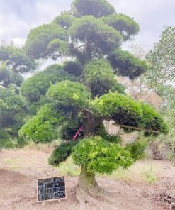 Tùng La hán 251233