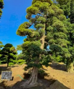 Tùng La hán 251242