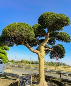 Tùng La hán 251245