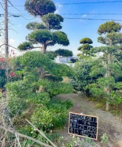 Tùng La hán 251250