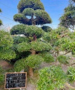 Tùng La hán 251252